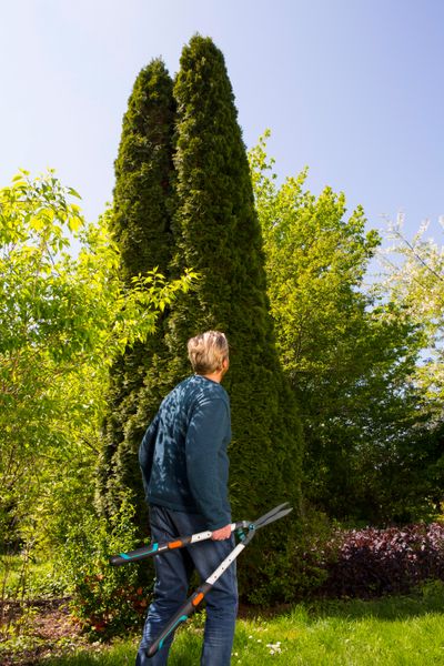 Ножиці для живоплоту Gardena TeleCut телескопічні (12304-20.000.00) 12304-20.000.00 фото